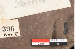 Foto (Detailansicht) von Cyperites strictus Ettingshausen (NHMW-GEO-2024-0188-0396)